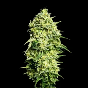 amnesia 300x300 1