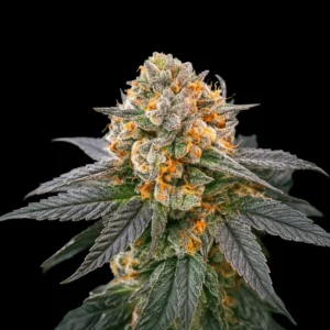 banana cream 300x300 1
