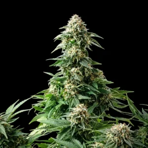 blue amnesia xxl 300x300 1