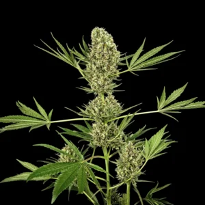cbdalpine calm auto 300x300 1 1