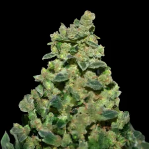 cbddiesel 300x300 1