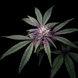 cbdviolet calm auto 300x300 1 1