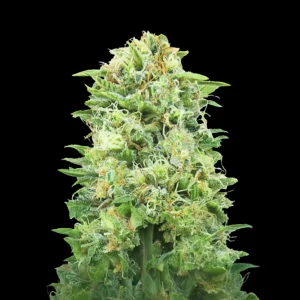 cbdwhite widow 300x300 1