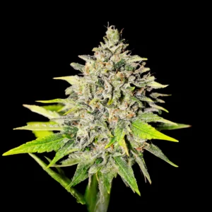 chocolope 300x300 1