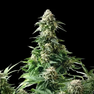 clasicos amnesia 320x320 1