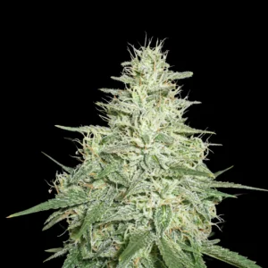 clasicos chocolope 300x300 1