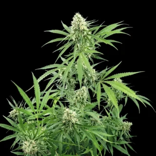 clasicos critical 320x320 1