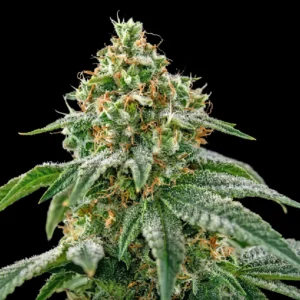 clasicos gelato 300x300 1