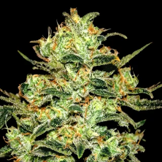 clasicos moby dick 320x320 1