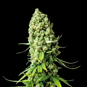 clasicos super skunk 300x300 1