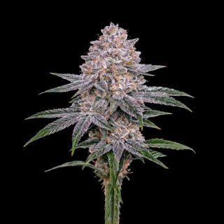 exotic grape orbit 320x320 1
