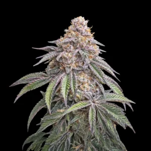 exotic sherbet biscuit 300x300 1