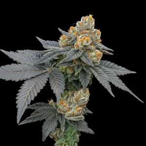 exotic the don og 300x300 1