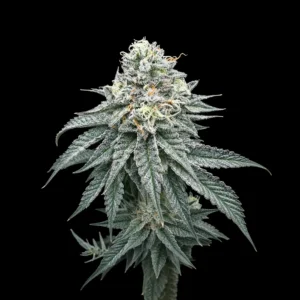 exotic vanilla milkshake 300x300 1