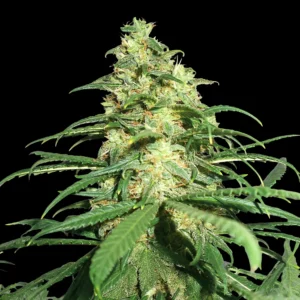 skunk xxl 300x300 1