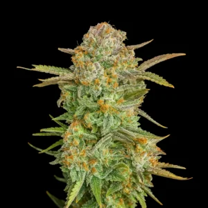 strawberry punch 300x300 1