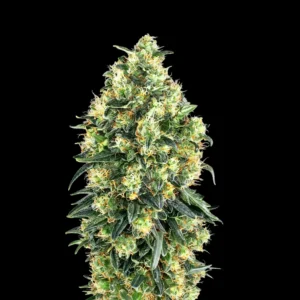super skunk 300x300 1